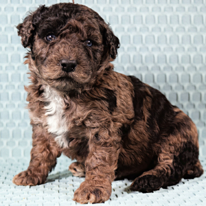 Poodle Puppy Theo