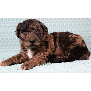 Poodle Puppy Theo