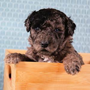 Poodle Puppy Theo