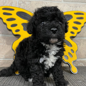 Bichonpoo Puppy Trisha