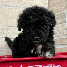 Bichonpoo Puppy Trisha