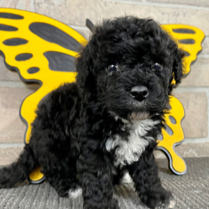 Bichonpoo Puppy Trisha
