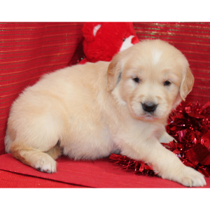Golden Retriever Puppy Sasha