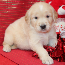 Golden Retriever Puppy Sasha