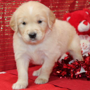Golden Retriever Puppy Sasha