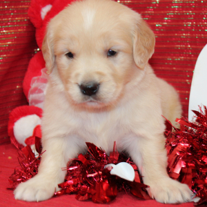 Golden Retriever Puppy Sasha