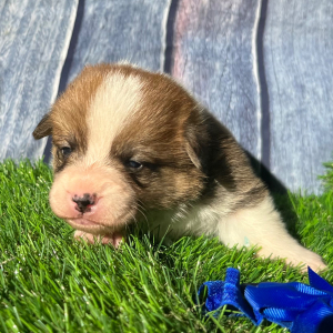 Pembroke Welsh Corgi Puppy Luke