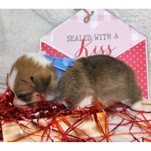 Pembroke Welsh Corgi Puppy Luke