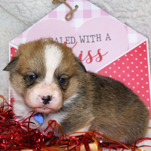 Pembroke Welsh Corgi Puppy Luke