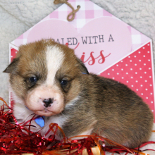 Pembroke Welsh Corgi Puppy Luke