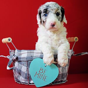 Poodle Puppy Lila