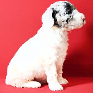 Poodle Puppy Lila