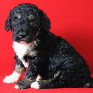 Poodle Puppy Luna