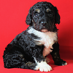 Poodle Puppy Luna