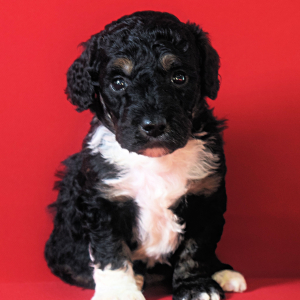 Poodle Puppy Luna