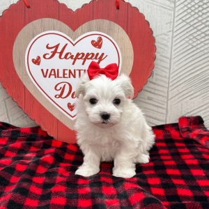 Maltese Puppy Helen