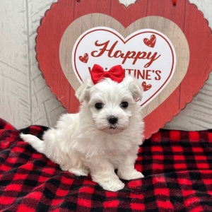 Maltese Puppy Helen