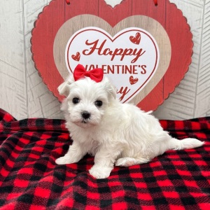 Maltese Puppy Helen