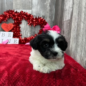 Havanese Puppy Cindy