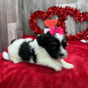 Havanese Puppy Cindy
