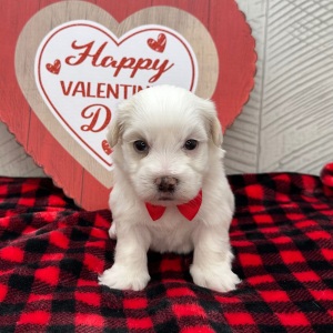Havanese Puppy Ian