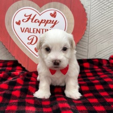 Havanese Puppy Ian