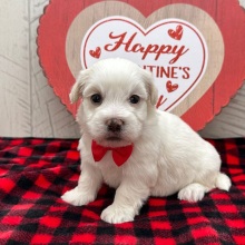 Havanese Puppy Ian