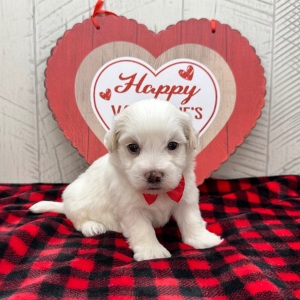 Havanese Puppy Ian