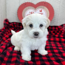 Havanese Puppy Ian