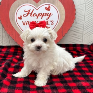 Maltese Puppy Jennifer
