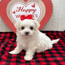 Maltese Puppy Jennifer