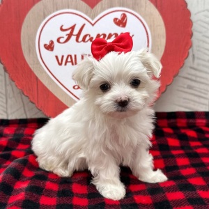 Maltese Puppy Jennifer