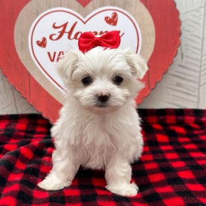 Maltese Puppy Jennifer