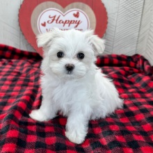 Maltese Puppy Jennifer