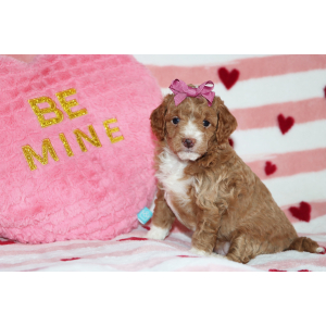 Goldendoodle Puppy Bubbles