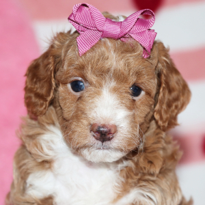Goldendoodle Puppy Bubbles