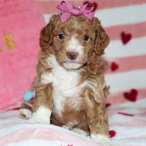 Goldendoodle Puppy Bubbles