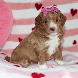 Goldendoodle Puppy Bubbles