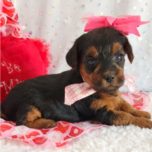 Yorkiepoo Puppy Bailey