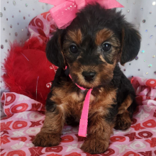Yorkiepoo Puppy Bailey