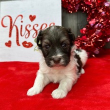 Havanese Puppy Flint