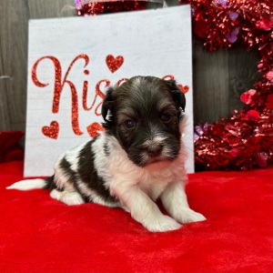 Havanese Puppy Flint