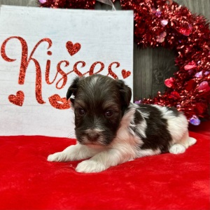 Havanese Puppy Flint