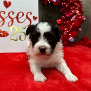 Havanese Puppy Freda
