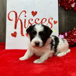 Havanese Puppy Freda