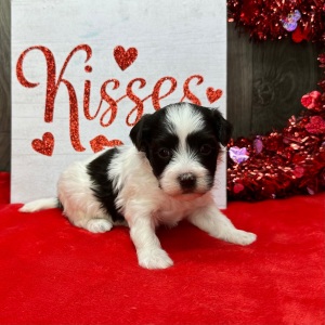 Havanese Puppy Freda