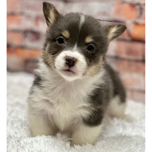 Pembroke Welsh Corgi Puppy Piper