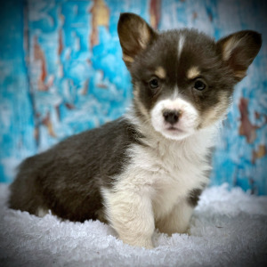 Pembroke Welsh Corgi Puppy Piper