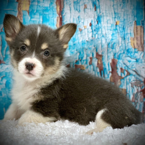 Pembroke Welsh Corgi Puppy Piper