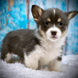 Pembroke Welsh Corgi Puppy Piper